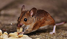 24 Hour & Emergency Exterminators in Huntington Park, CA